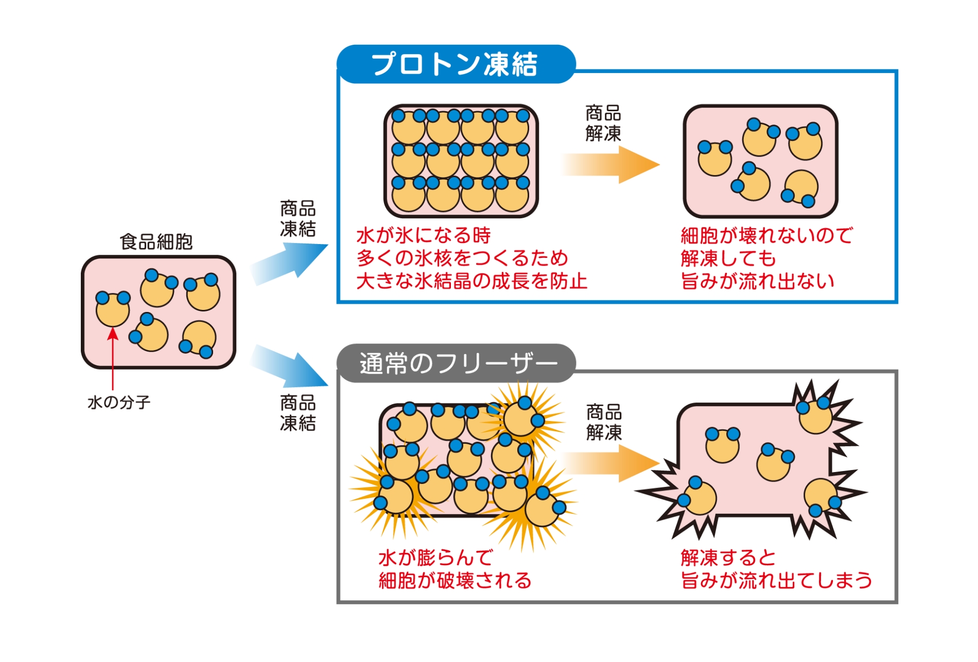 プロトン凍結